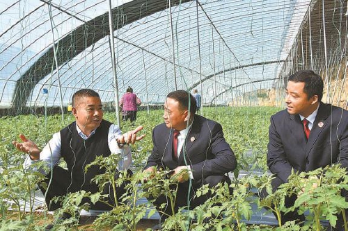  全國(guó)人大代表陳保超：“番茄書記”的致富路