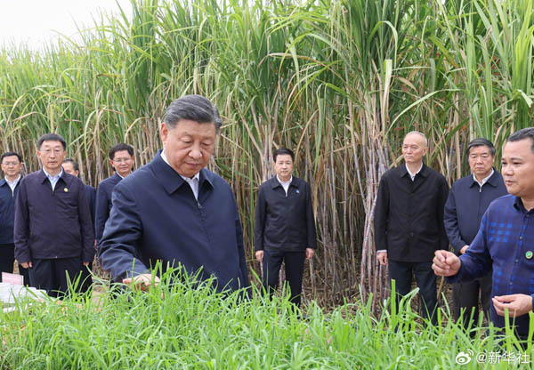  習近平在廣西來賓市考察調(diào)研